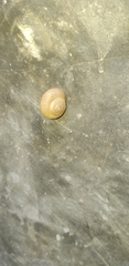 Bradybaena similaris