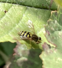Syrphus opinator