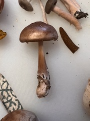 Limacella