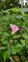 Calystegia sepium spectabilis