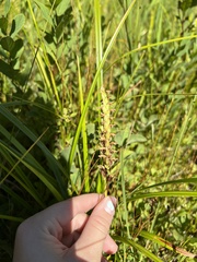 Spiranthes romanzoffiana