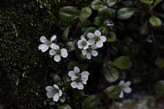 Acanthophyllum cerastioides