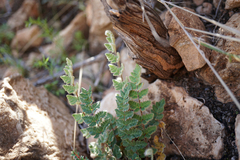 Cheilanthes lasiophylla