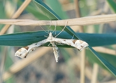 Platyptilia