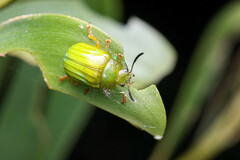 Calomela pallida