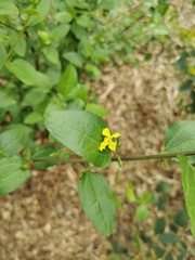 Goodenia ovata