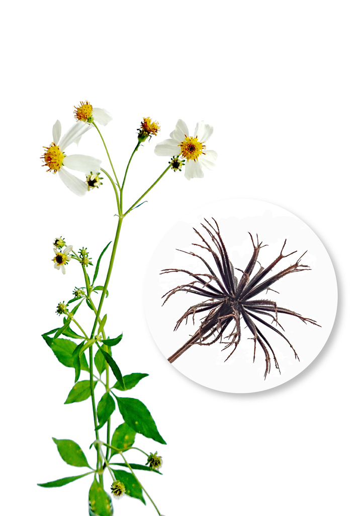 Hairy Beggarticks (Bidens pilosa)  iNaturalist