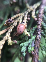 Mulsantina mexicana
