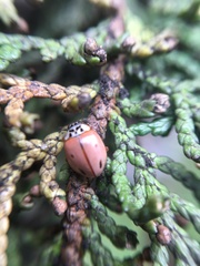 Mulsantina mexicana