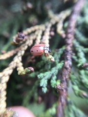 Mulsantina mexicana