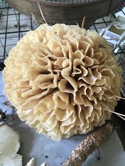 Sparassis spathulata