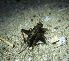 Allonemobius fasciatus