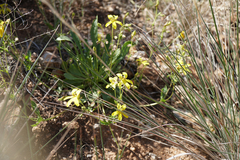 Goodenia arguta
