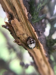Mulsantina mexicana