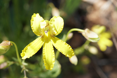Goodenia arguta
