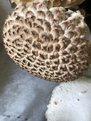 Strobilomyces strobilaceus