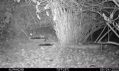 Megascops kennicottii