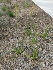 Bulbine bulbosa