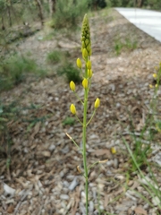 Bulbine bulbosa