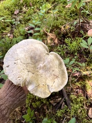Catathelasma ventricosum