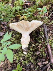 Catathelasma ventricosum