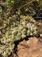 Sphagnum squarrosum