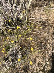 Gutierrezia sarothrae