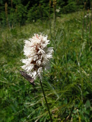 Bistorta bistortoides