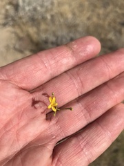 Gutierrezia sarothrae