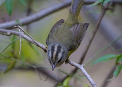 Basileuterus culicivorus