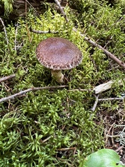 Suillus ampliporus