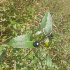 Ligustrum vulgare