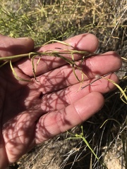 Gutierrezia sarothrae