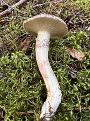 Suillus ampliporus