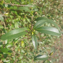 Ligustrum vulgare