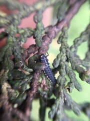 Mulsantina mexicana