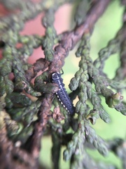 Mulsantina mexicana