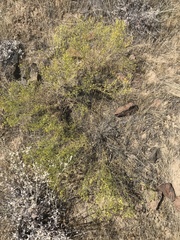 Gutierrezia sarothrae