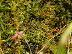 Riccardia chamedryfolia
