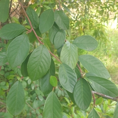 Cotoneaster glaucophyllus