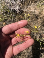 Gutierrezia sarothrae