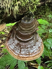 Ganoderma brownii