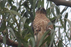 Accipiter melanoleucus