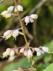 Heuchera rubescens