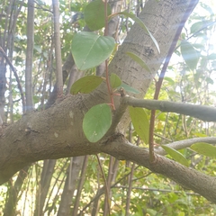 Cotoneaster glaucophyllus