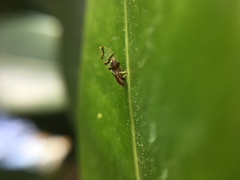 Homotomidae