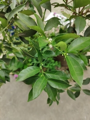 Citrus japonica