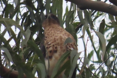 Accipiter melanoleucus