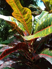 Codiaeum variegatum