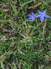Wahlenbergia gracilis